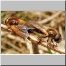 Cheilosia albipila - Weiden-Erzschwebfliege 02.jpg